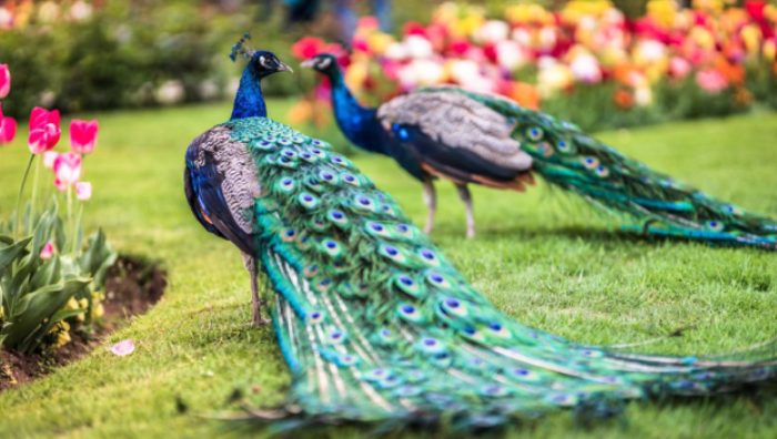 Diciotto ettari di vita faunistica e botanica sul lungolago di Stresa