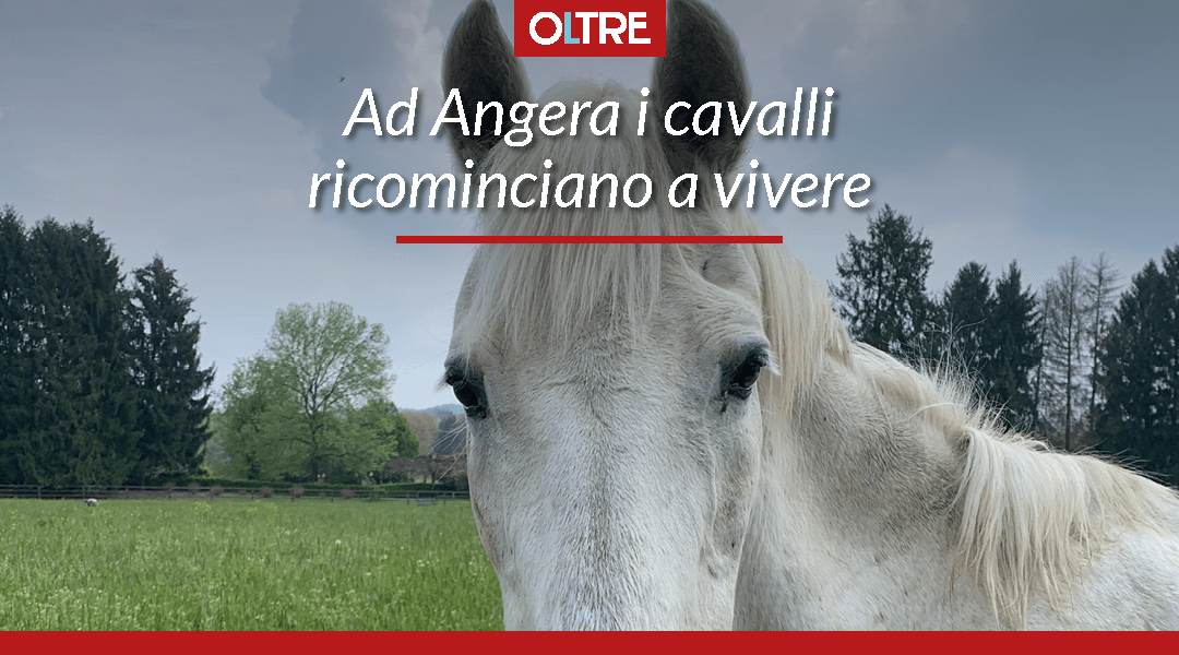 Ad Angera i cavalli ricominciano a vivere